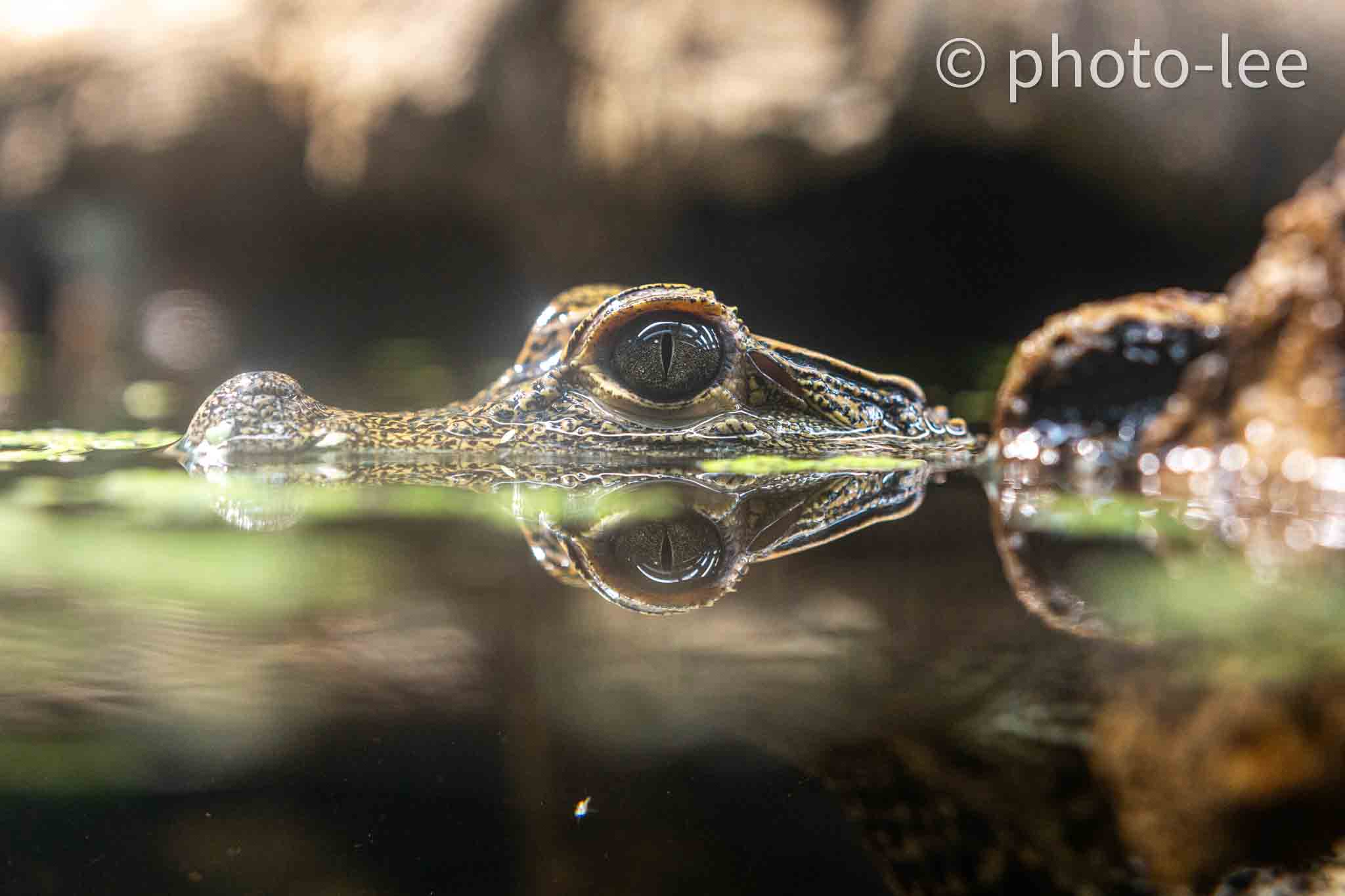 Reflexion des Auges eines kleinen Krokodils im Wasser